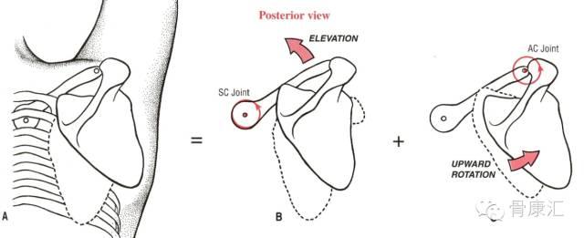 肩关节复合体系列知识——肩胛胸壁关节