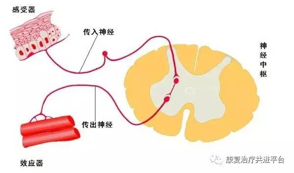 康复考试重点