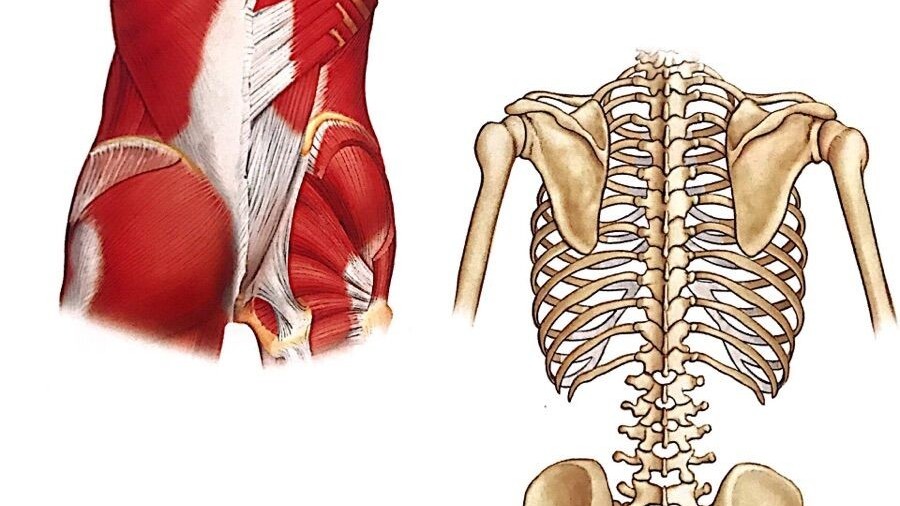 「腰方肌」功能解剖及与下背痛关系