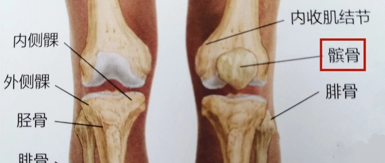 髌骨周围疼痛，有捻发音，可能是髌骨关节疼痛综合征在...