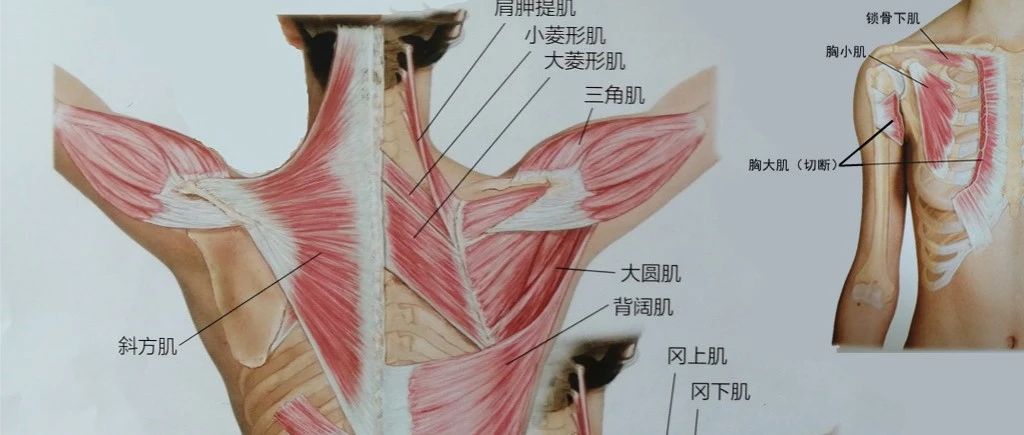 体态纠正无捷径,圆肩、驼背、头前引还是需要从肌肉下手