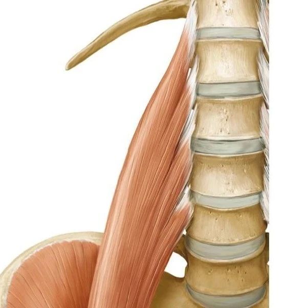 腰大肌——肾虚腰痛与腰大肌的对应关系