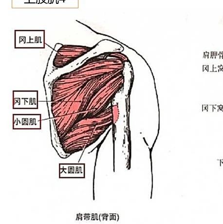 功能解剖:骨骼肌背诵手册(2020修改版)