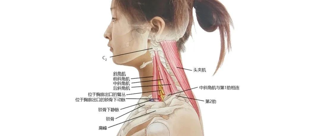 手臂冷麻可能是这些部位异常了!6个常用体格检查操作详解