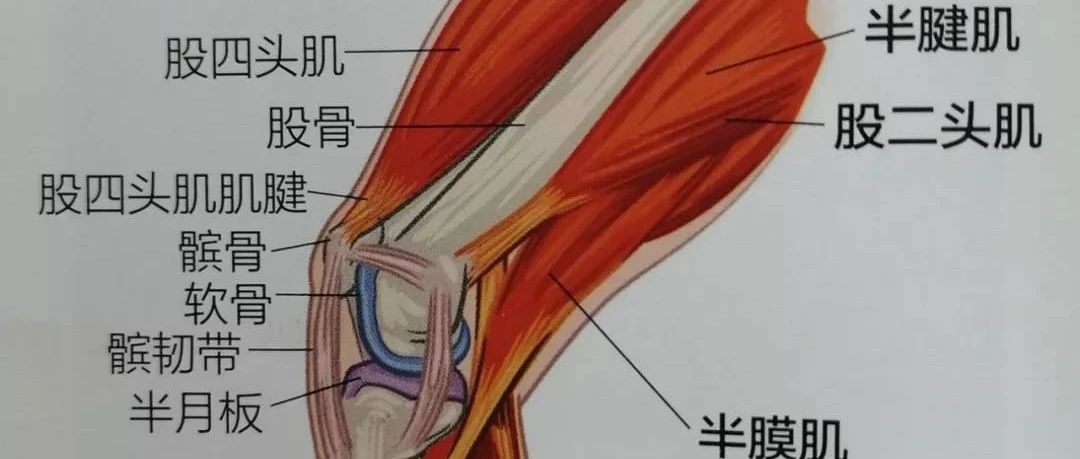 膝关节不稳,屈伸困难,一定要注意这块肌肉的锻炼!