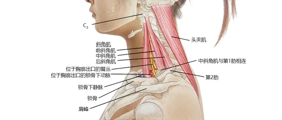 颈臂酸痛,上肢麻木,前斜角肌综合征该如何预防?