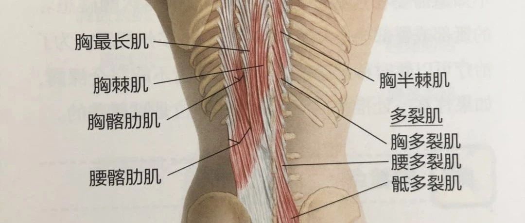 超实用竖脊肌放松训练图解!解决腰痛需要弄清这个核心点