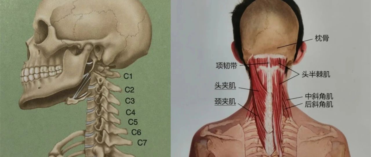 脖子“咔嚓响”是颈椎不稳?5步加强颈深肌肉力量,远离颈部问题!