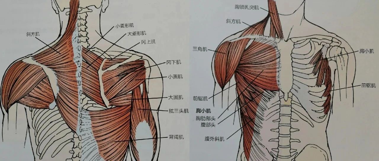 人人羡慕的“蝴蝶背”竟隐藏诸多健康问题!6步帮你纠正~