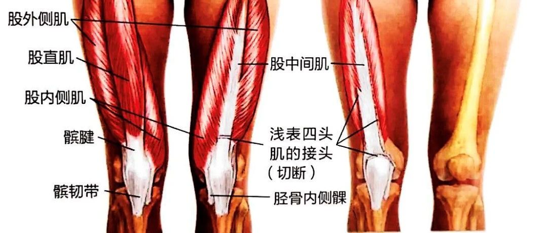 盘点5个不同位置的膝盖疼,找准原因再治疗!