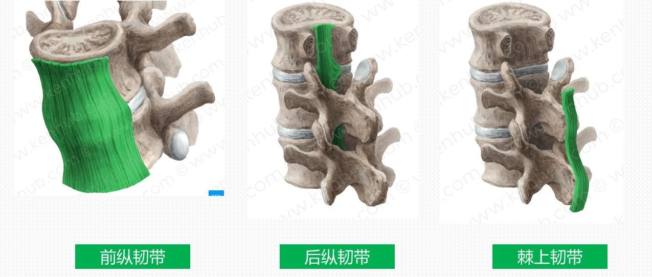 康复功能解剖:躯干骨及其连结