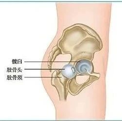 腰肌功能解剖、评估、康复、纠正和功能训练(内附专业词汇解析)