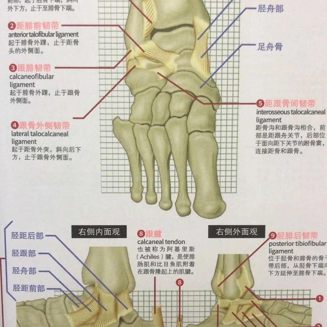 体育运动中的人体骨骼与关节,多角度3D彩色解剖图