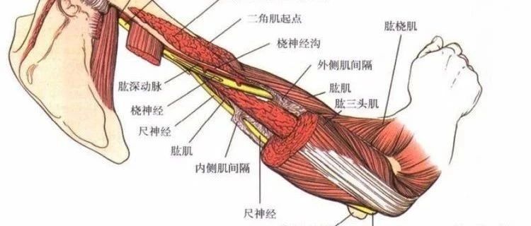 “肘管综合症”与“麻筋”,尺神经在哪里最易卡压?