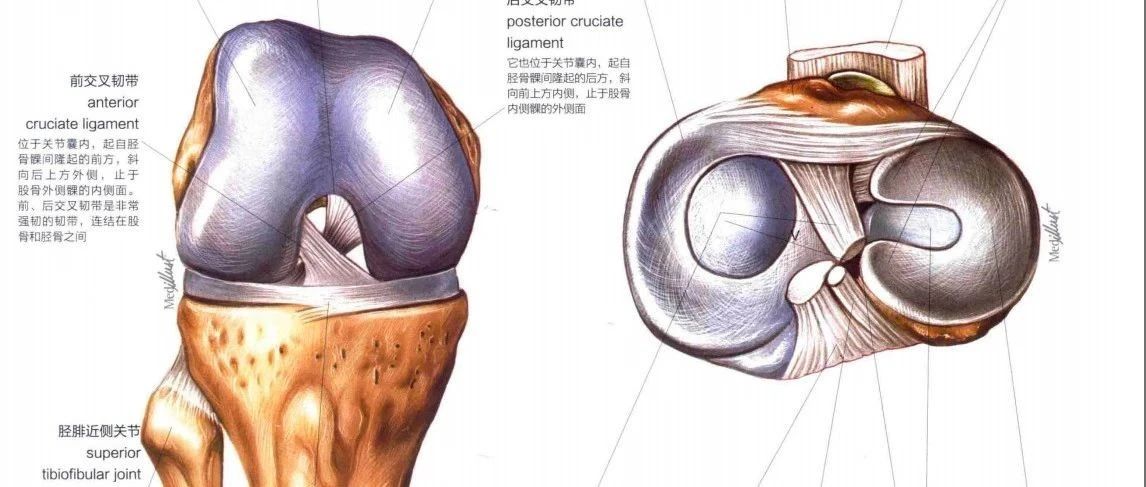 一篇文章,5个视频,最复杂的膝关节也并不难!