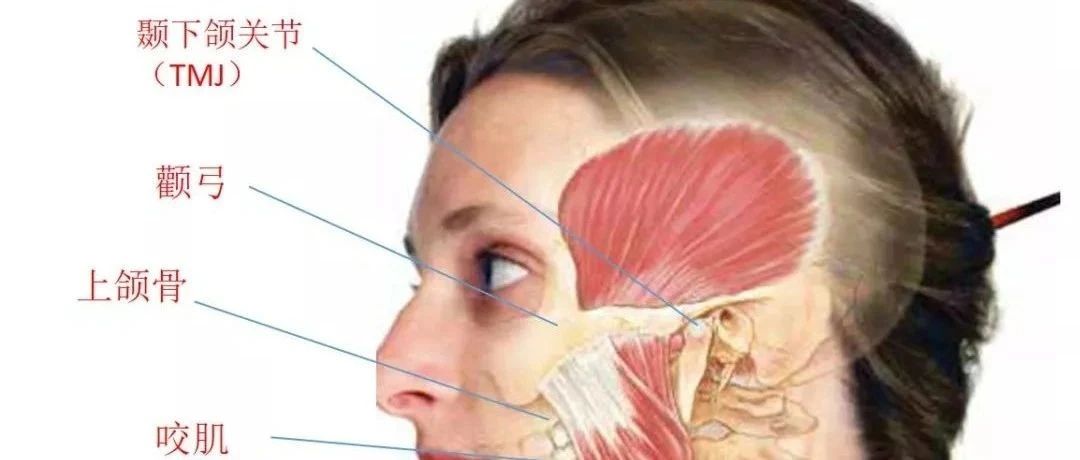 头晕、耳鸣,腮帮子咔嚓响,问题可能在颞下颌关节!