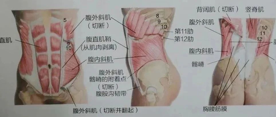 腹直肌分离怎么训练都无效?那是你忽略了这些问题!