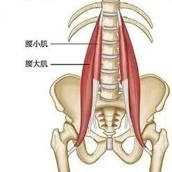 腰肌功能解剖与评估,了解腰痛根源!(内附专业词汇解析)