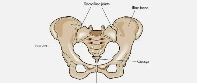 腰骶关节、骶髂关节、骶尾关节、耻骨联合-骨盆康复不可不懂的“四大家族”