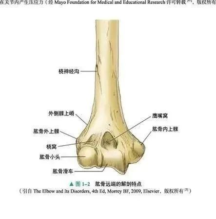 肘关节急慢性不稳的损伤机制及治疗方案(全面解析)