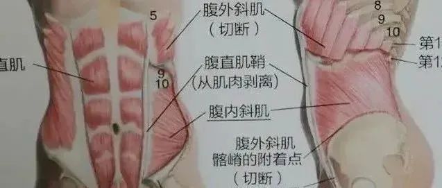 坐、立、行,3个小方法锻炼腹直肌!随时随地都能做!