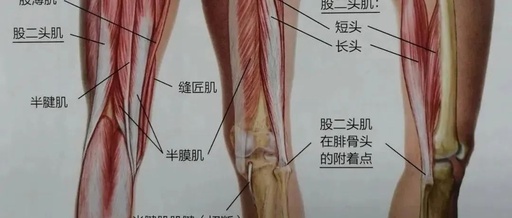 膝内痛、屈曲痛多与这几块肌肉有关!