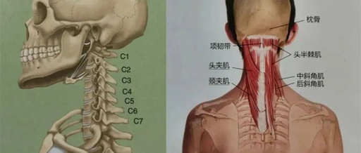 颈椎病为何会引起手麻?3个检查理清处理思路!