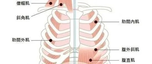 呼吸肌:疼痛治疗中不容忽视的肌群