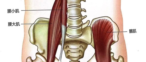 “腰大肌”被闲置了,腰腿痛自然找上门!