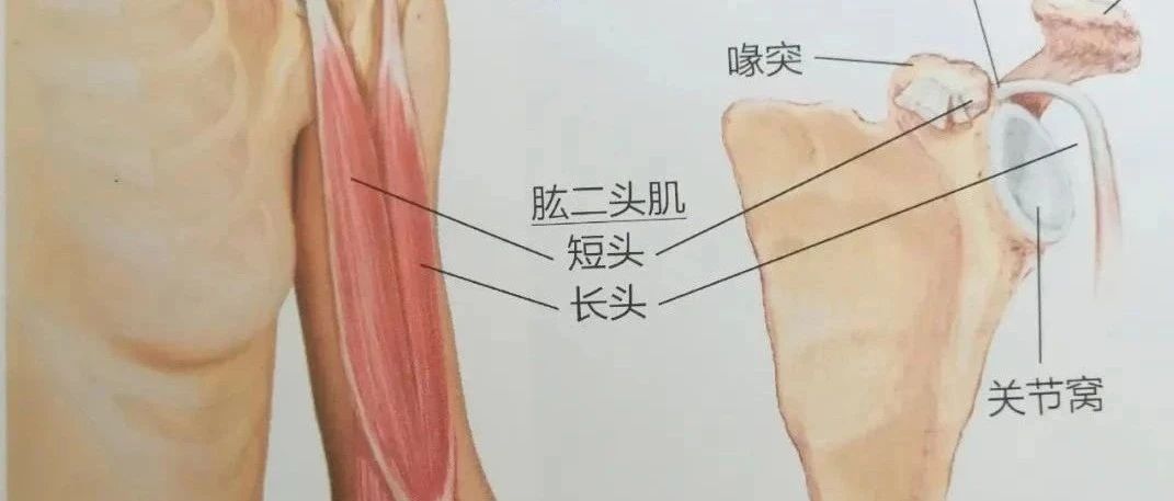 影响体态，还会带来肩前疼痛，这块著名的肌肉该管管了！